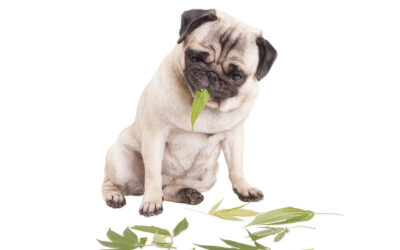 What to Do If Your Dog Ingests Cannabis
