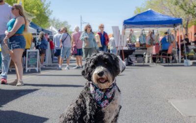 Summer Festivals and Markets: How to Keep Your Dog Safe and Happy!