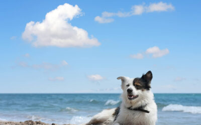 Enjoying a Beach Day with Your Dog: The Best Way to Bond and Have Fun